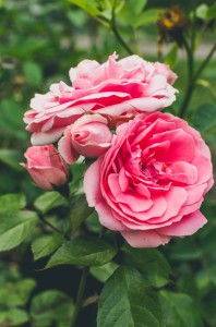 Trandafiri roz                   